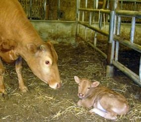 Calf with Cow
