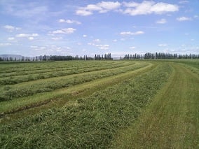 Hay Harvested