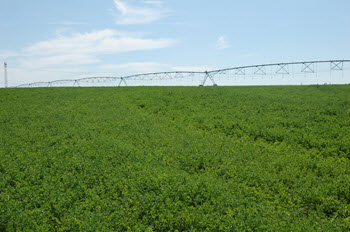 Anderson Hay Field