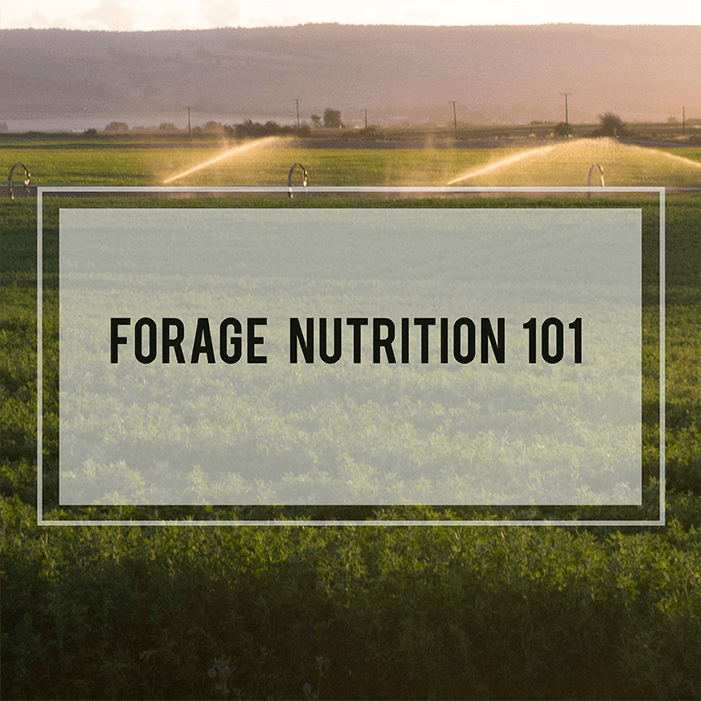 Forage Nutrition