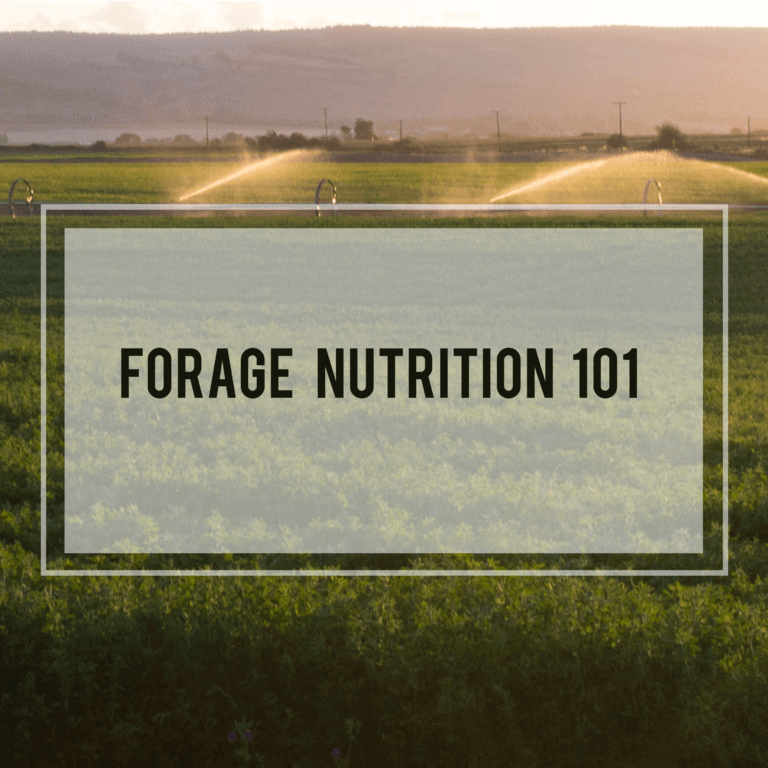 Forage Nutrition 101: Crude Protein