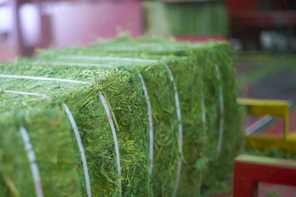 Alfalfa Export Hay