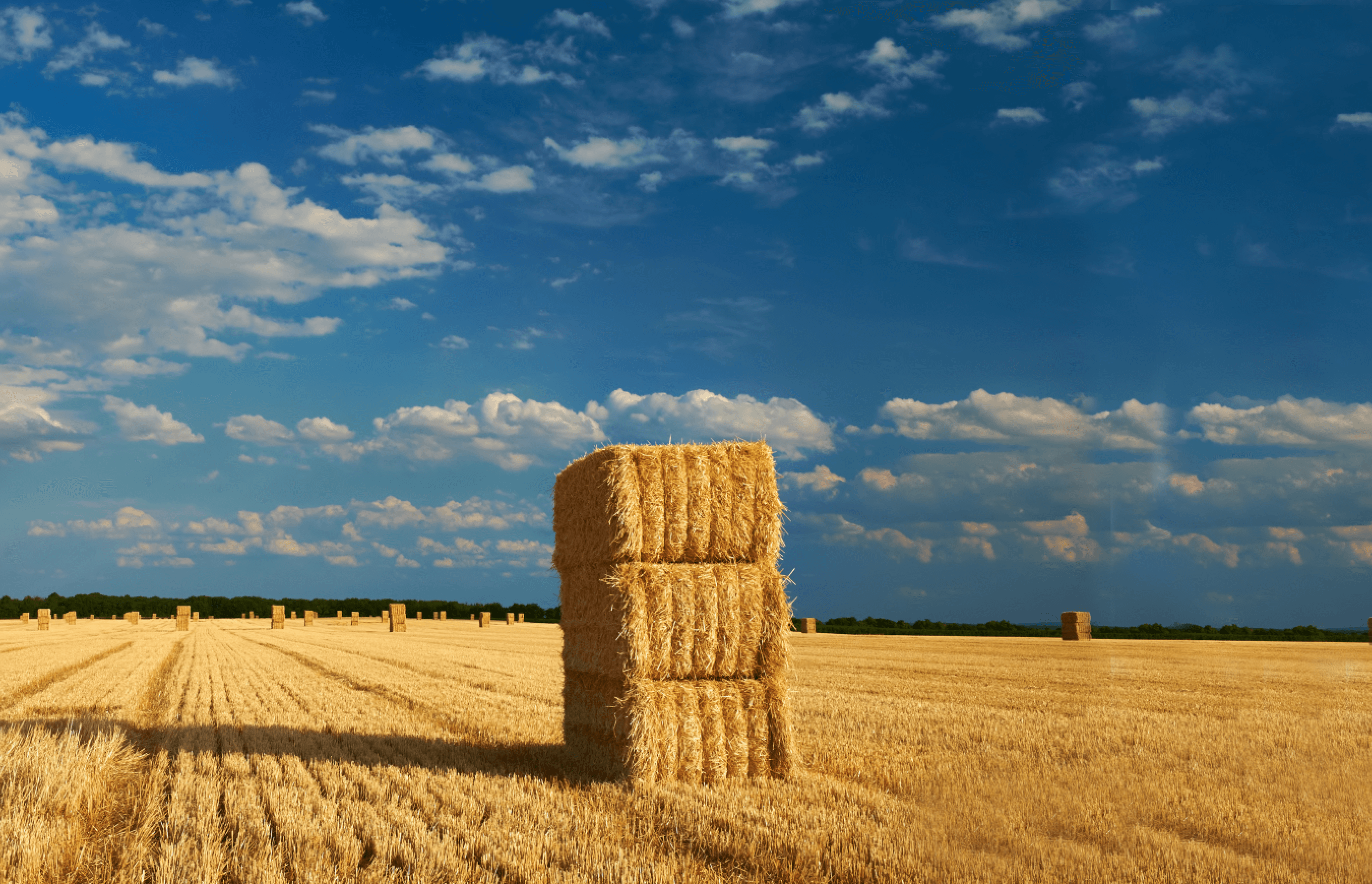 Quality of Forage - Anderson Hay