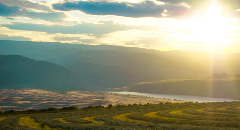 Anderson Hay Timothy Hay Sunset ovelooking columbia river