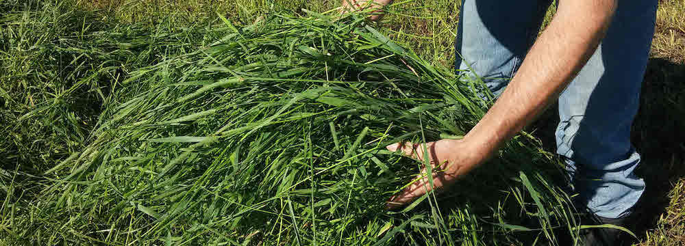 Hay for Cows