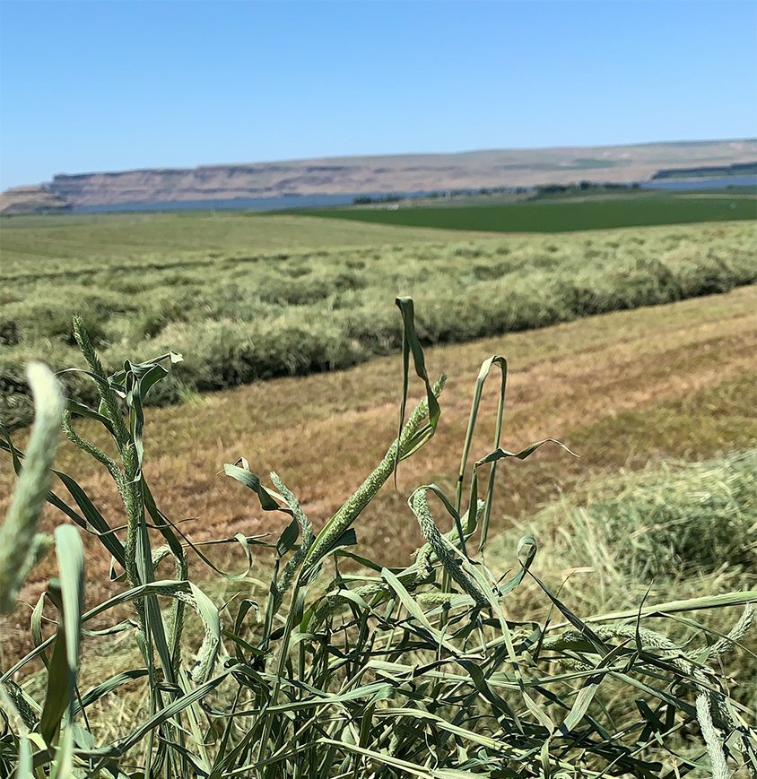 timothy hay close up in the columbia basin